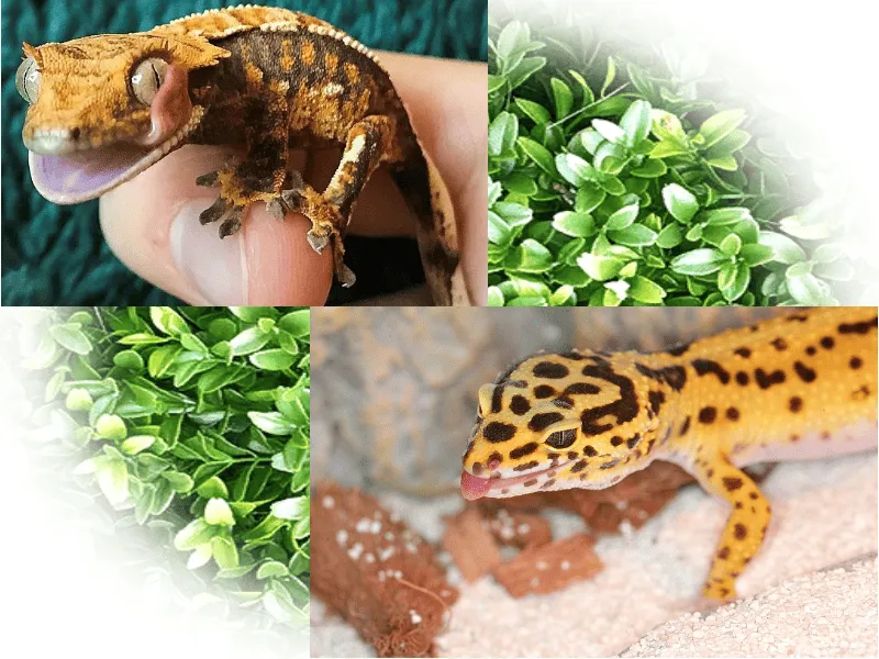 /img/21595-tarantula-handling.webp