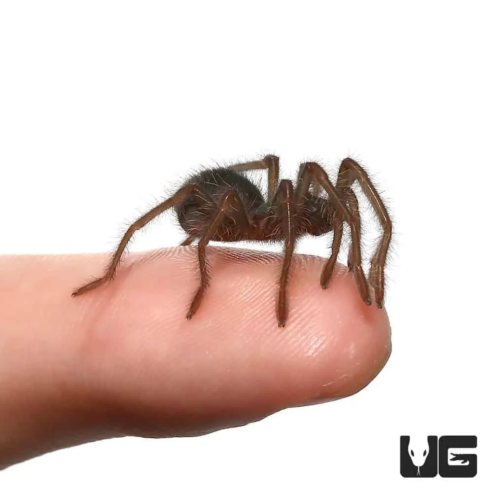 21596 australian blue leg tarantula close up