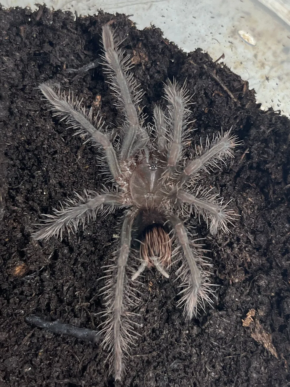 21596 australian blue leg tarantula enclosure