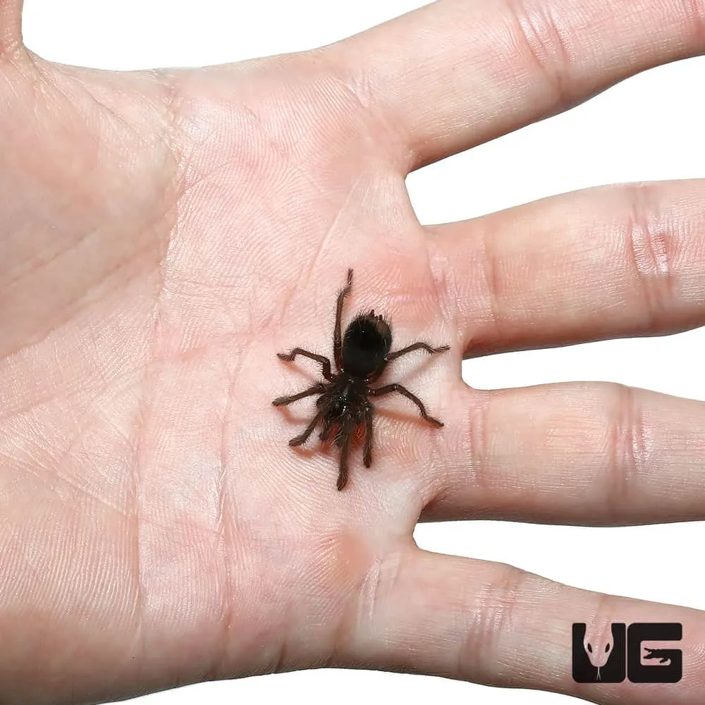 21596 australian blue leg tarantula feeding