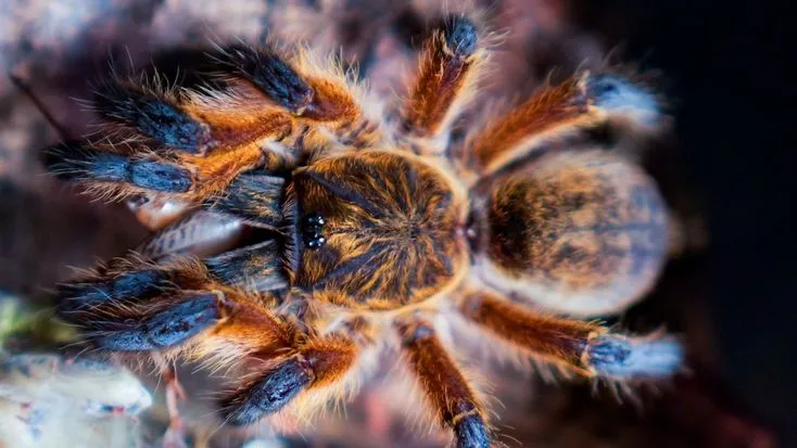 21596 australian blue leg tarantula molting
