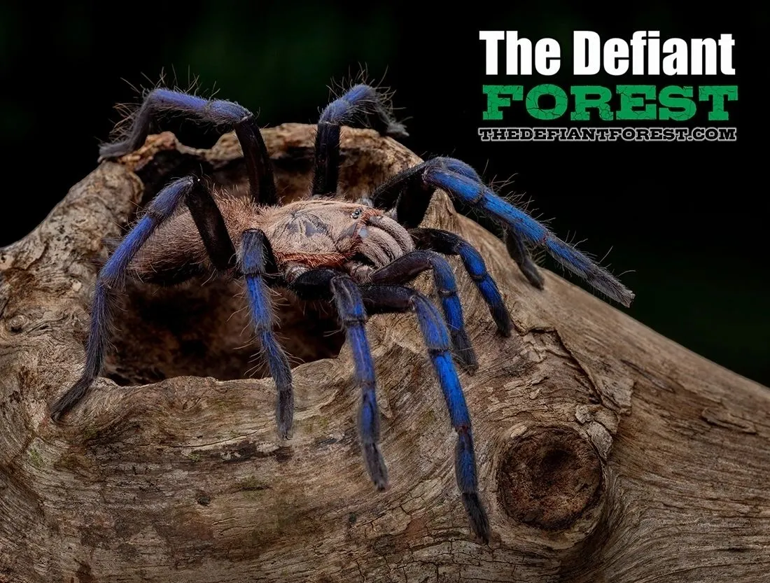 21596 australian blue leg tarantula spiderlings