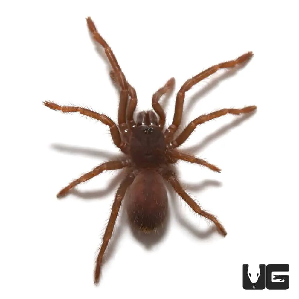 21596 australian blue leg tarantula web