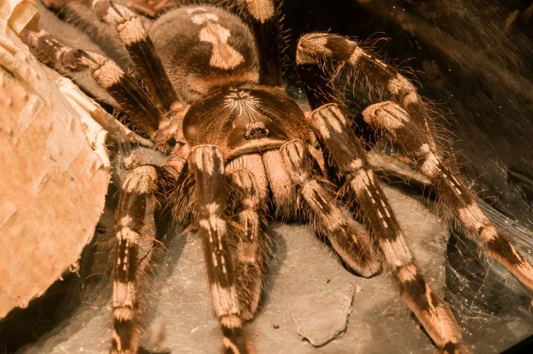 21600 tarantula bite risk