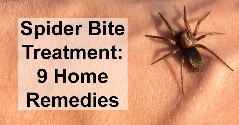 21600 tarantula bite symptoms