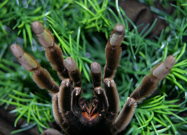 21602 first aid tarantula