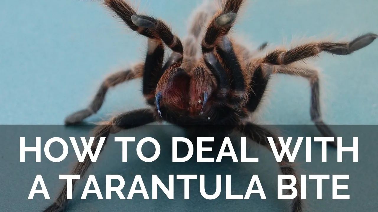21602 preventing tarantula bites