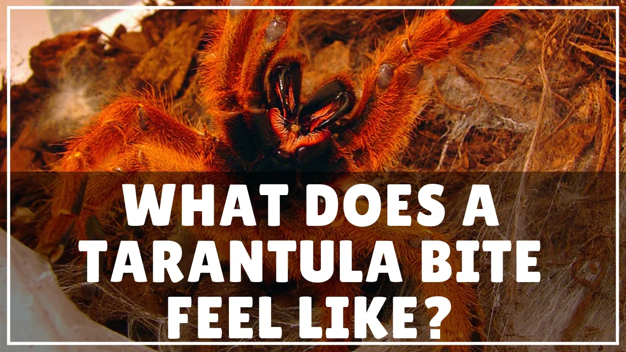21602 tarantula bite symptoms
