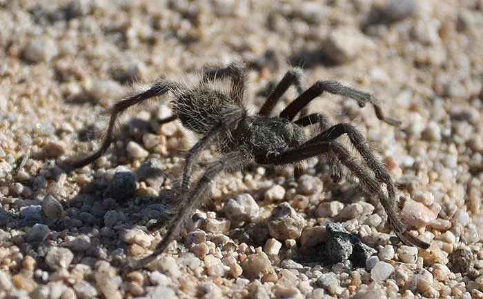 /img/21602-tarantula-challenge-reality.webp