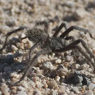 /img/21602-tarantula-challenge-reality.webp