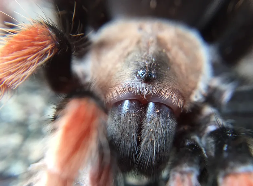 21602 venomous tarantula