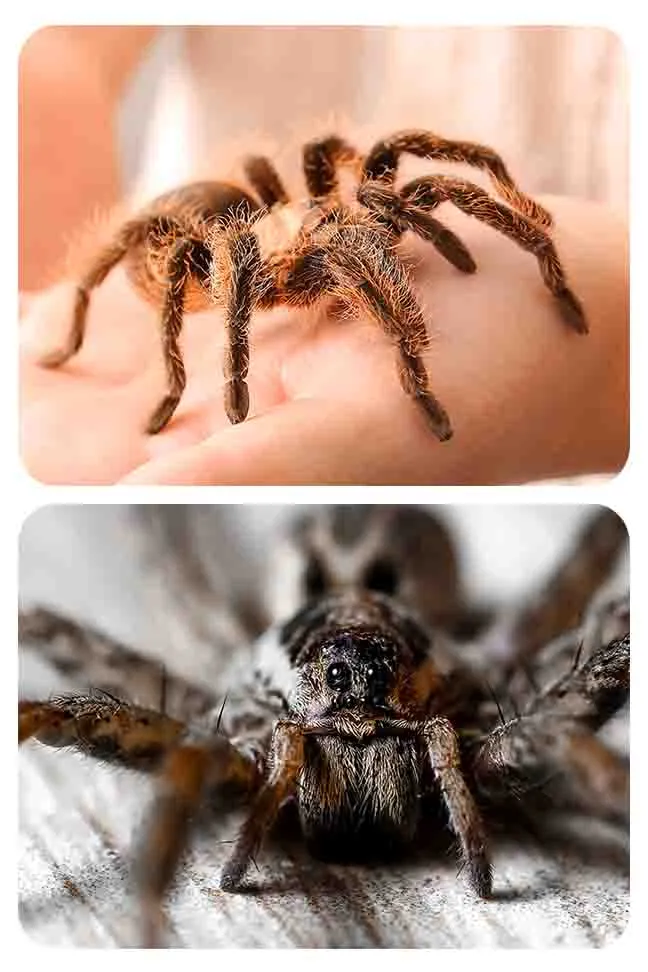 21606 spider hair