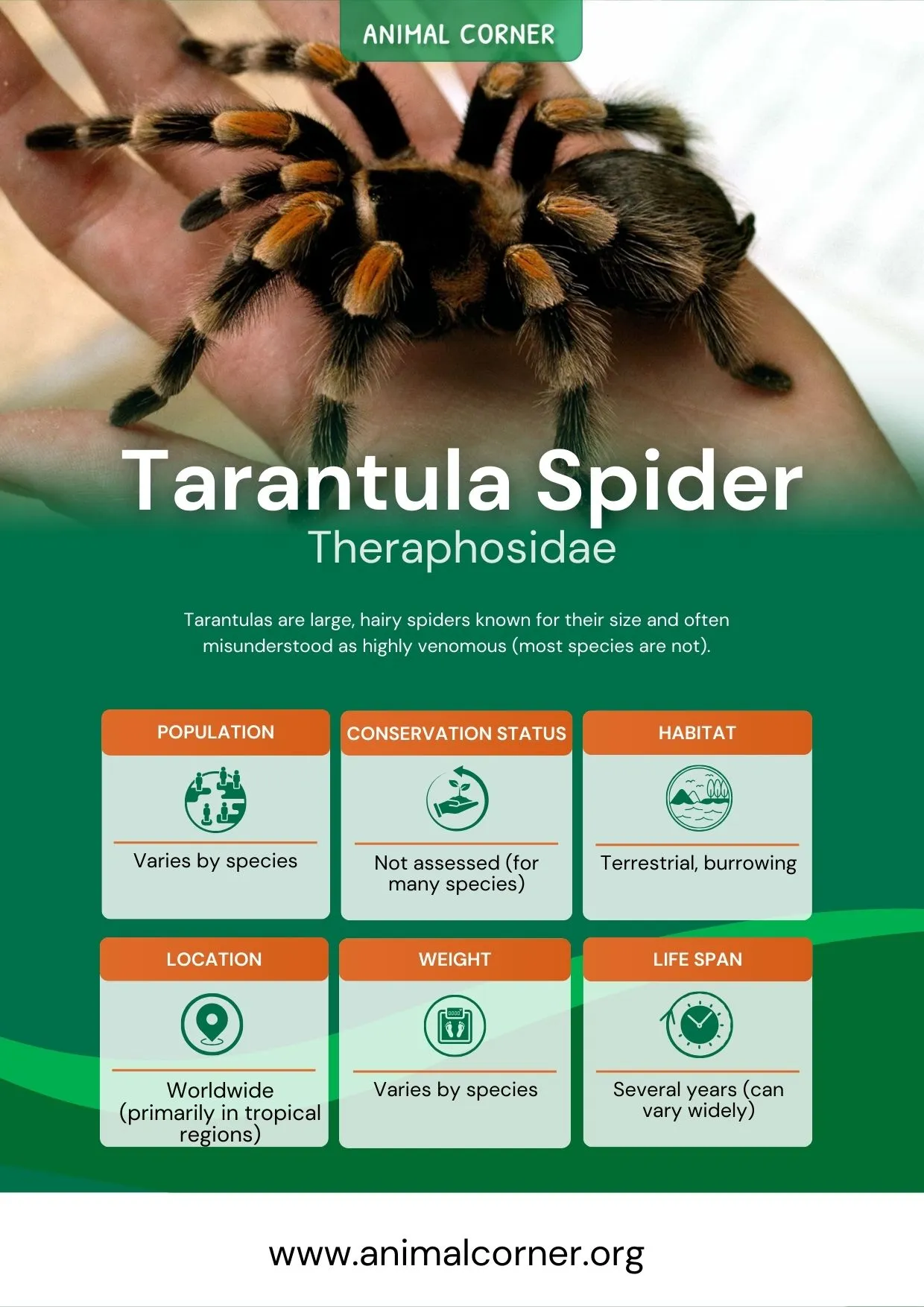 21606 spider hunting