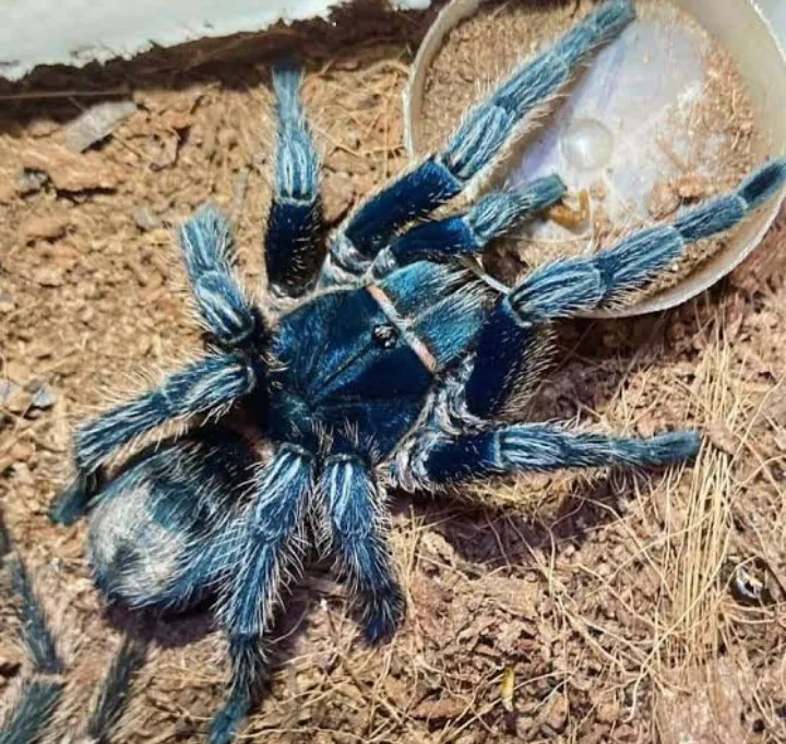 21606 tarantula close up