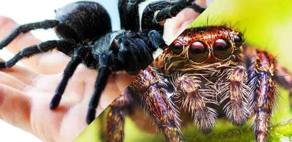 21606 tarantula size comparison