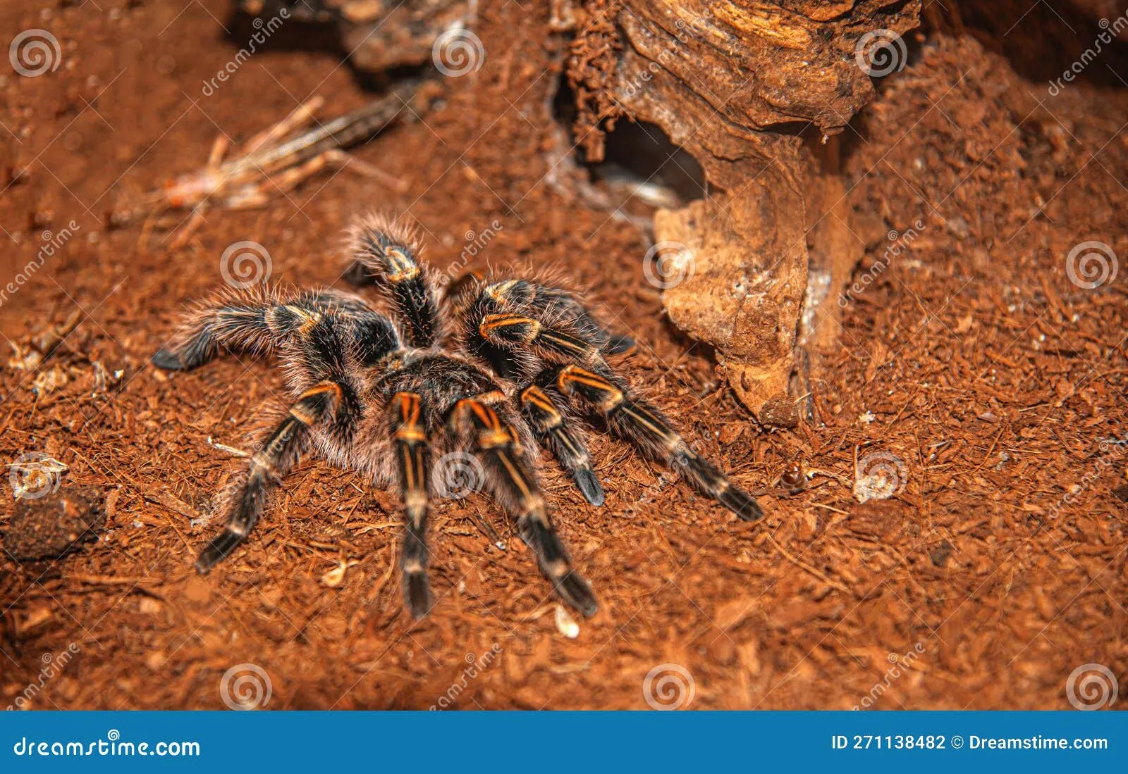 /img/21606-tarantula-vs-spider.webp