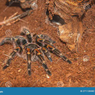 /img/21606-tarantula-vs-spider.webp