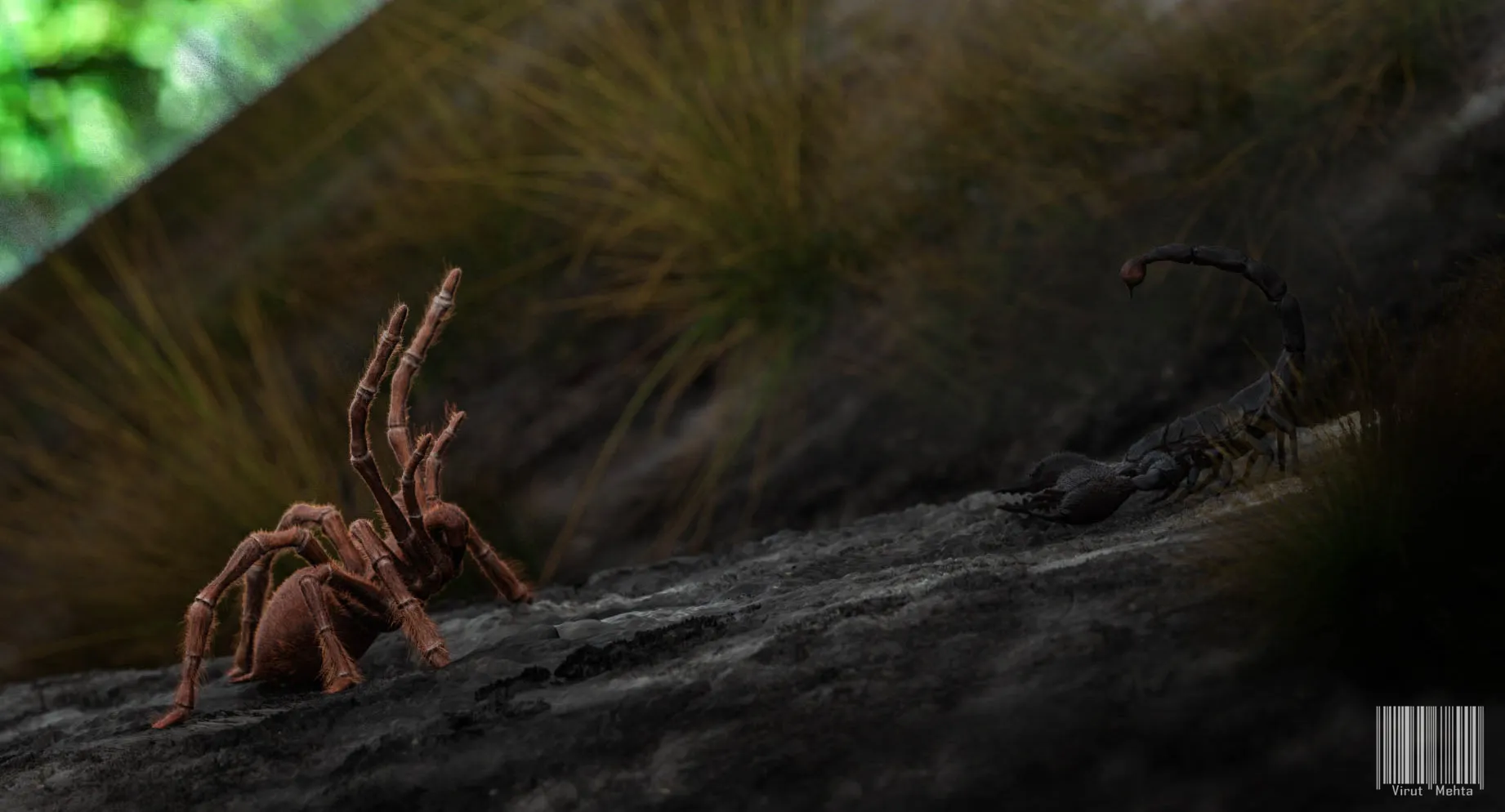 21607 tarantula vs scorpion video 2