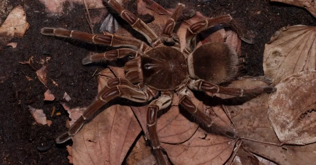 /img/21607-tarantula-vs-scorpion-video-7.webp