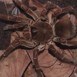 /img/21607-tarantula-vs-scorpion-video-7.webp