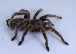 21609 rose hair tarantula burrowing depth