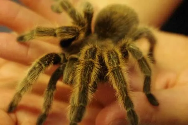 /img/21609-rose-hair-tarantula-burrowing-pattern.webp