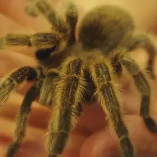 /img/21609-rose-hair-tarantula-burrowing-pattern.webp