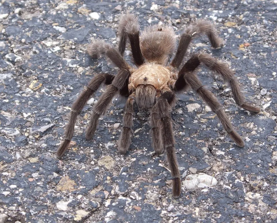 21612 arachnid vs insect