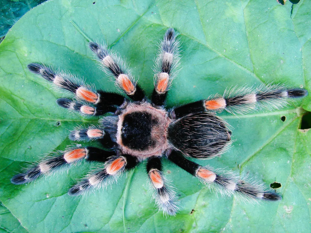 /img/21612-tarantula-eating.webp