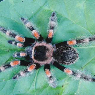 /img/21612-tarantula-eating.webp