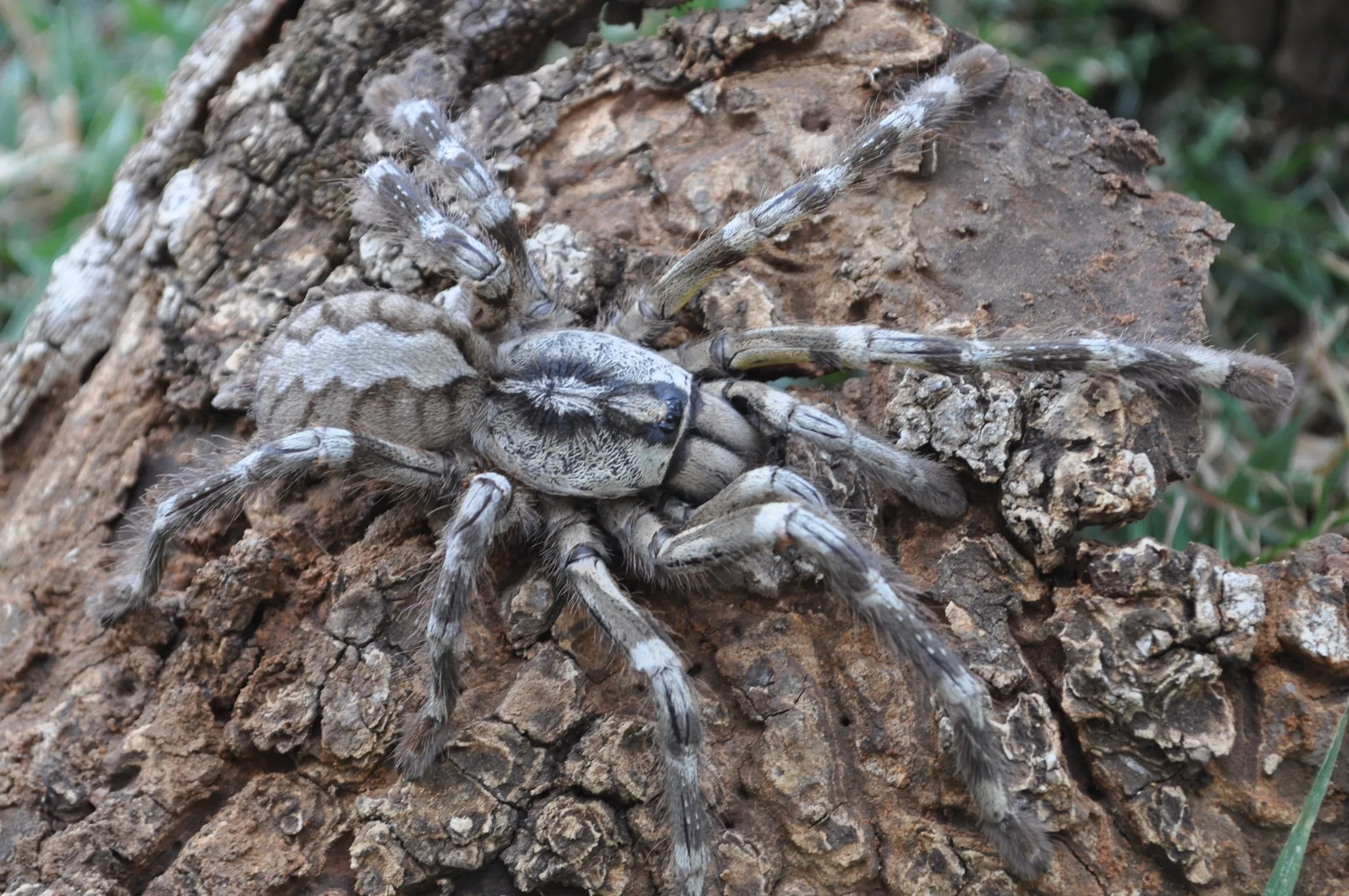 21612 tarantula habitat