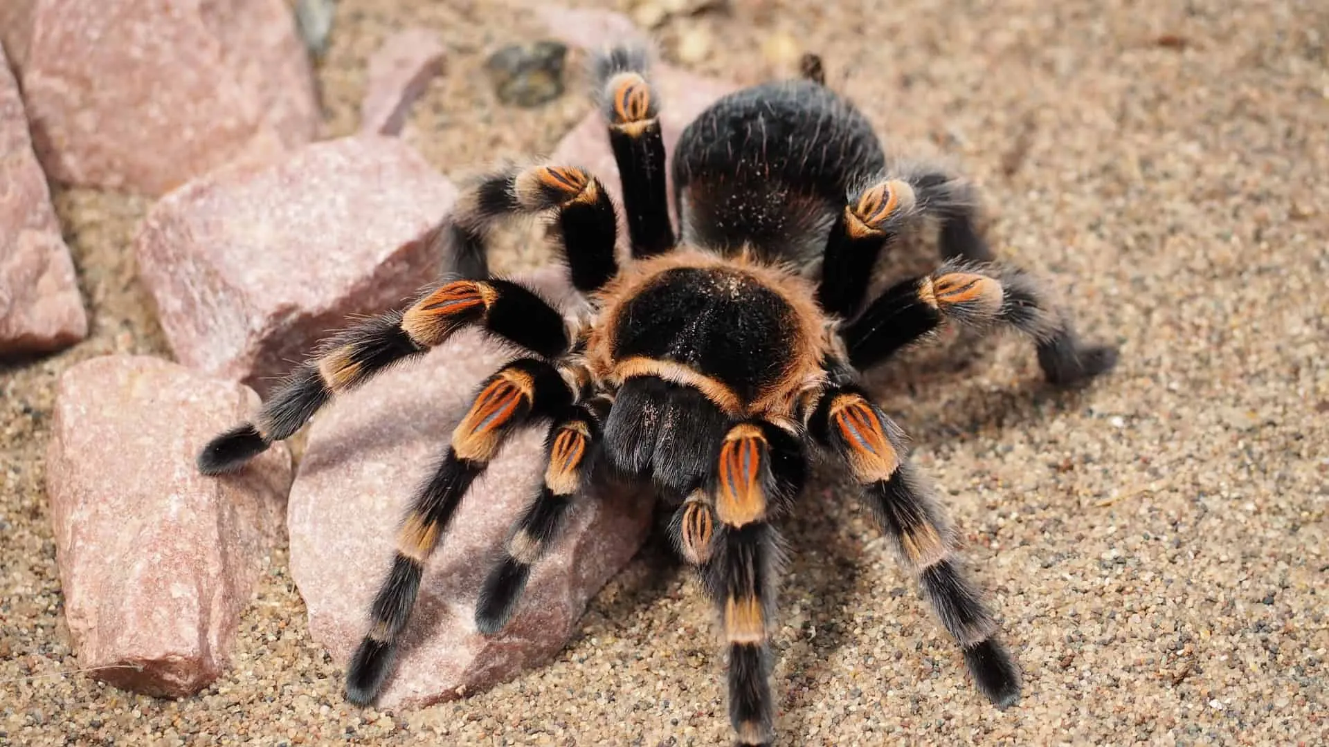 21612 tarantula legs