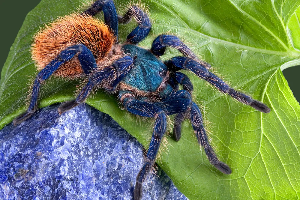 21612 tarantula molting
