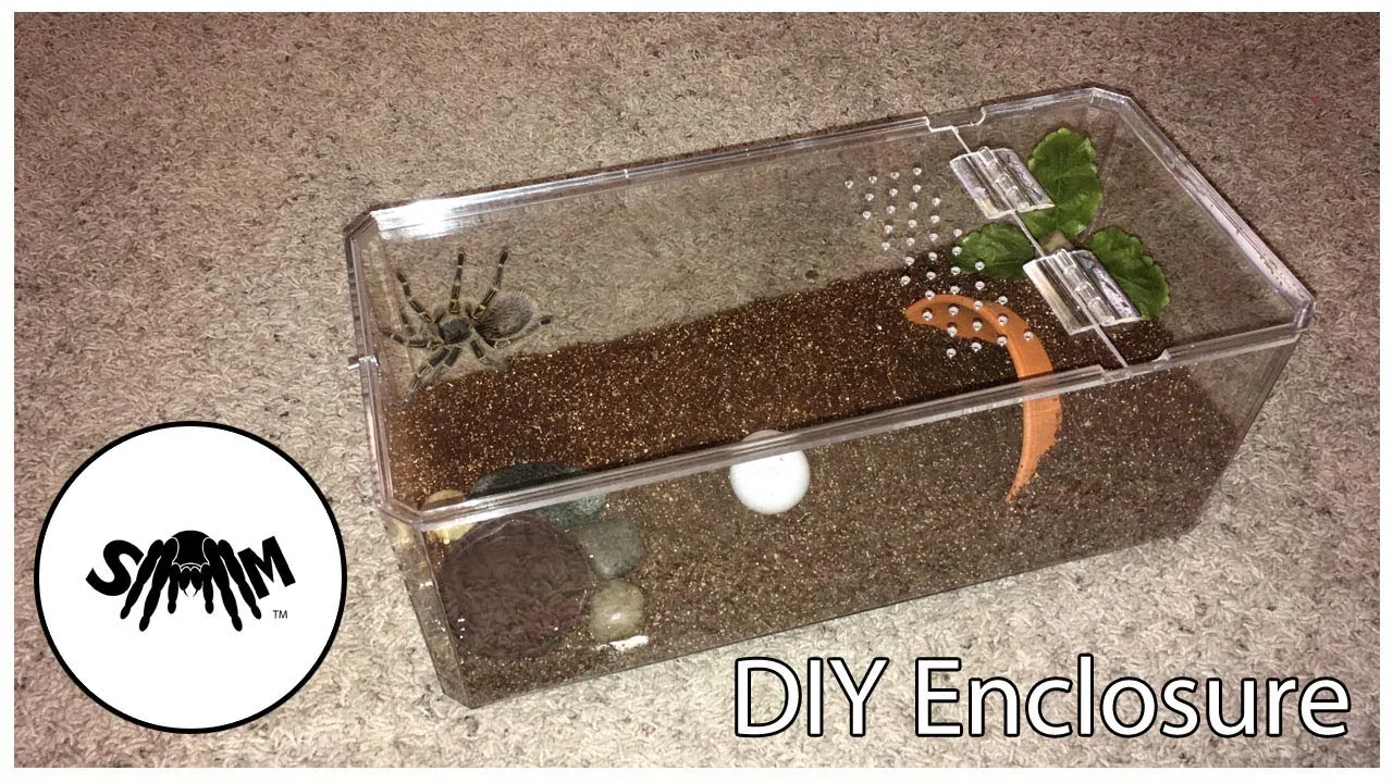 /img/21614-tarantula-cleaning.webp