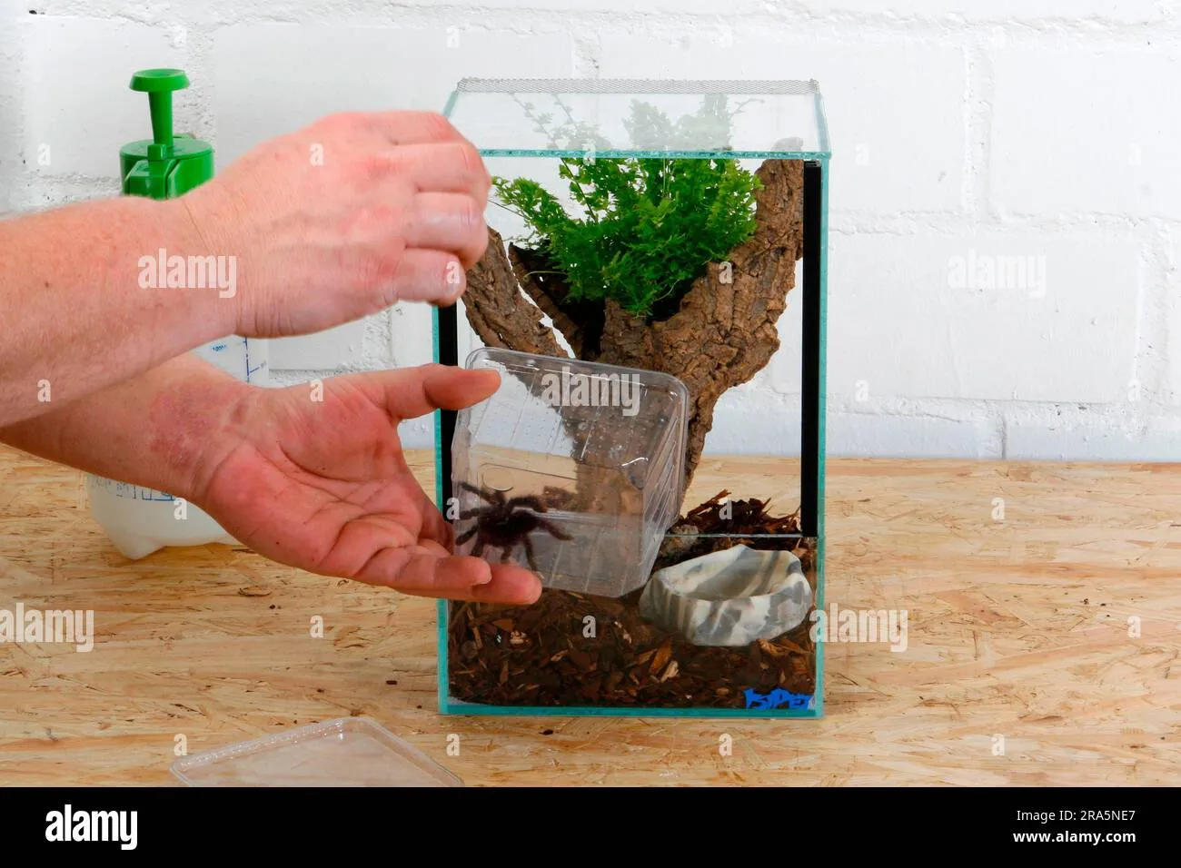 21614 tarantula decor