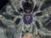 21614 tarantula enclosure