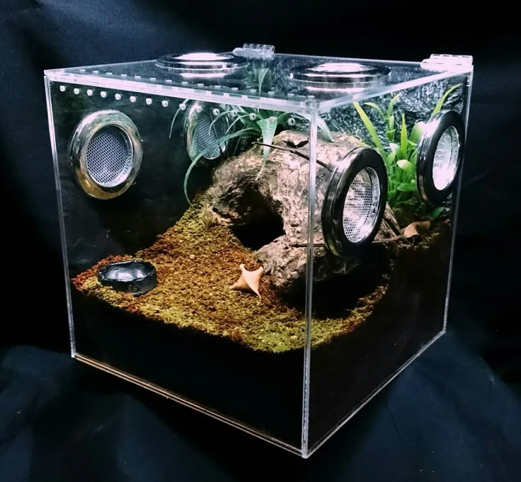 21614 tarantula feeding