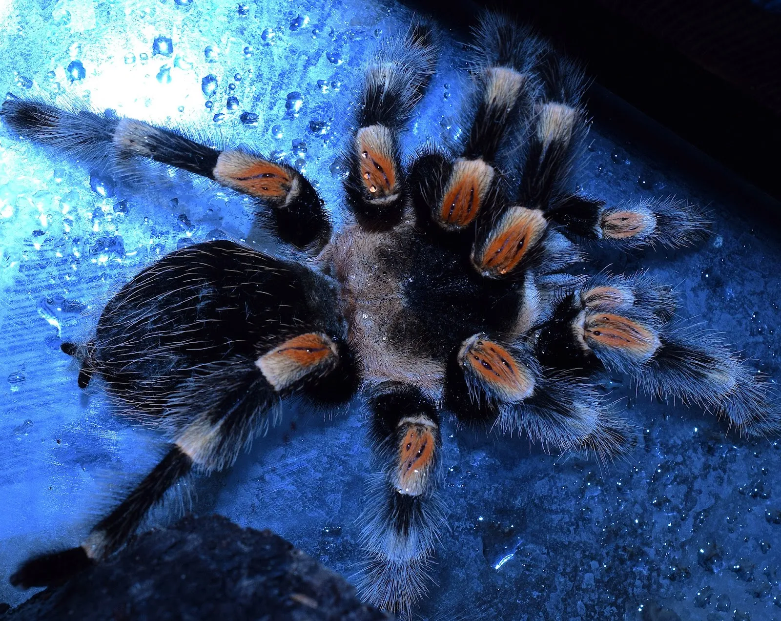 21614 tarantula hiding spot