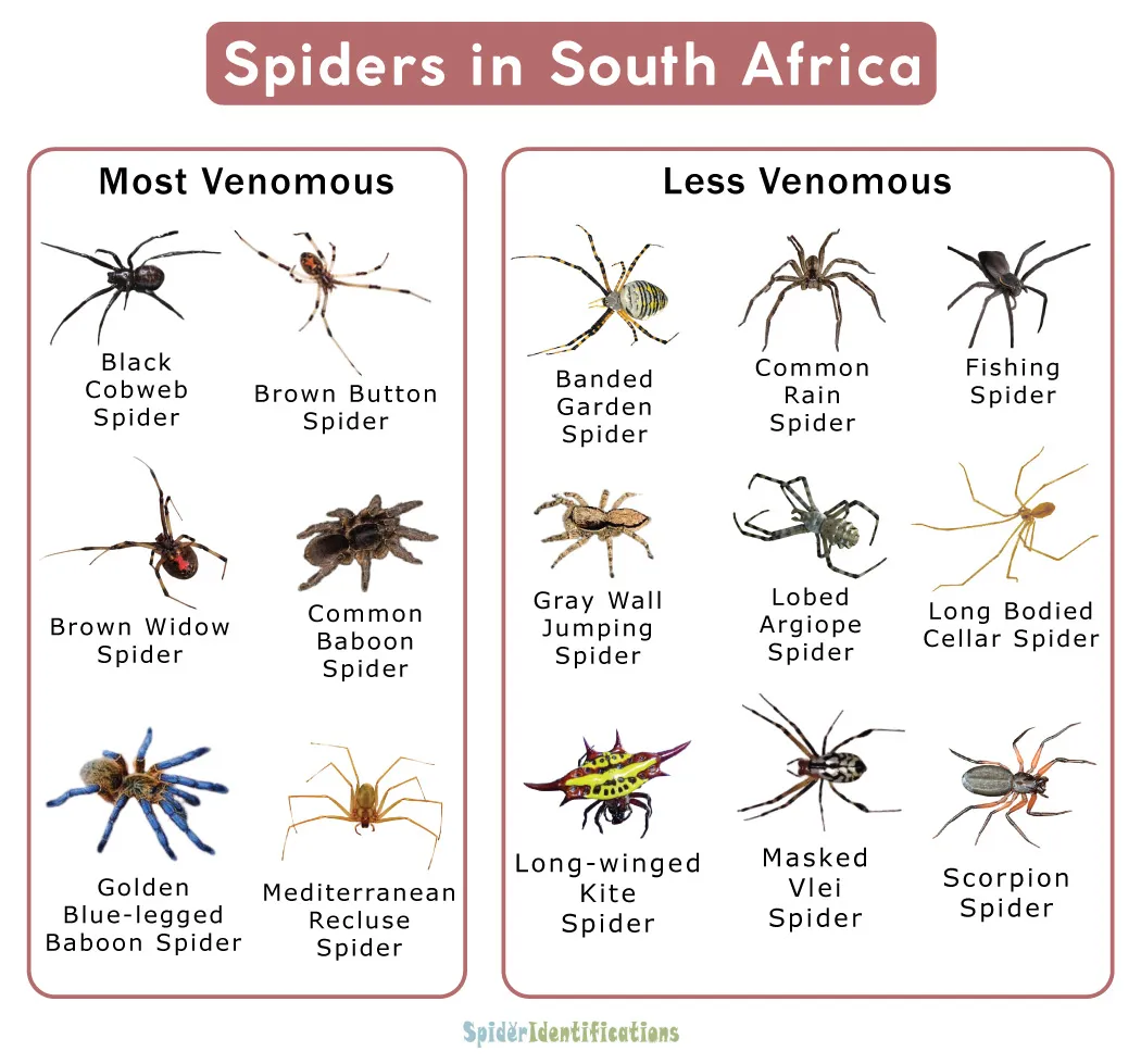 21616 baboon spider habitat