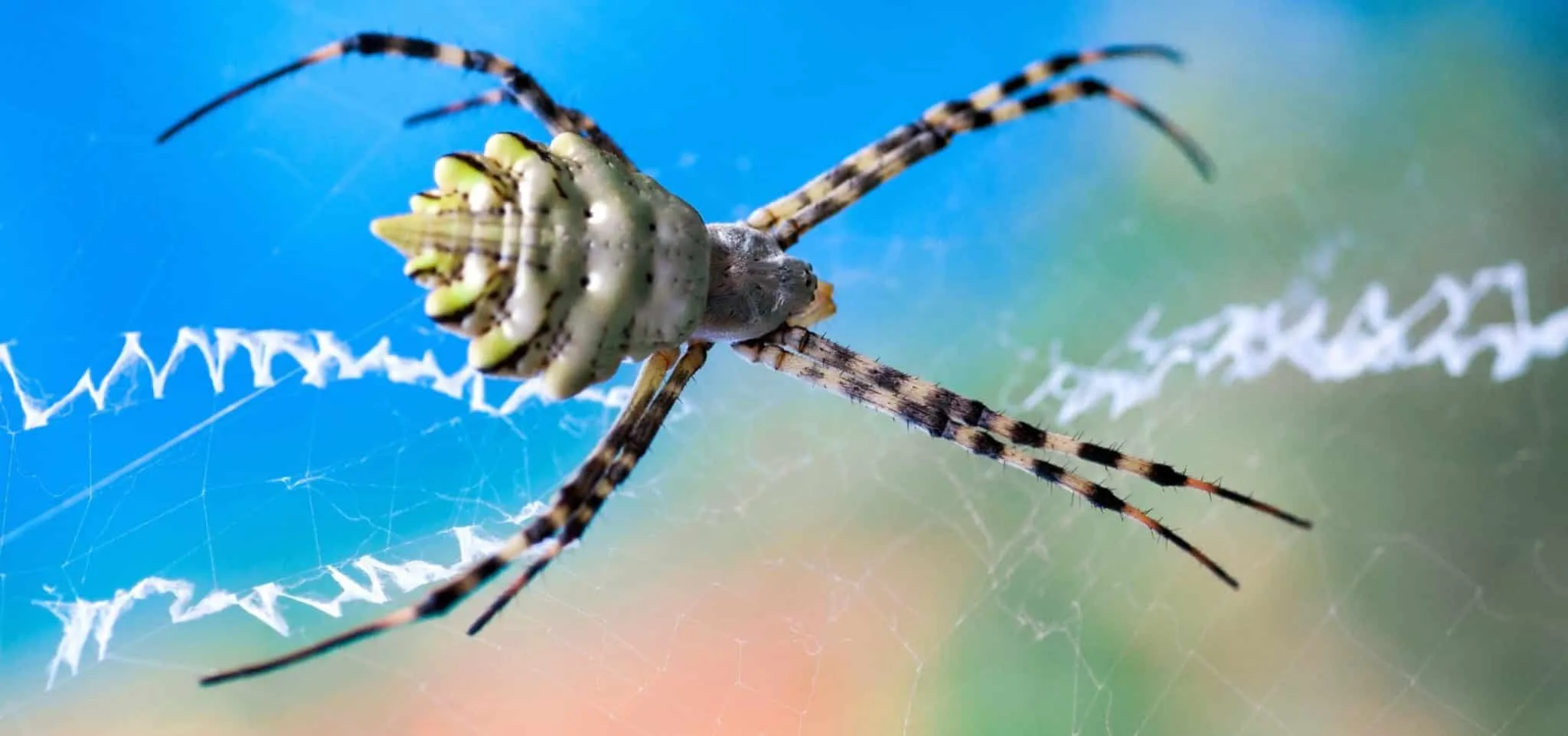 21616 elegant baboon spider
