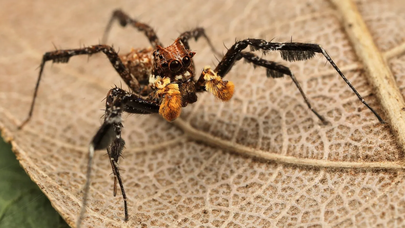 /img/21616-tarantula-spider-conservation.webp