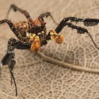 /img/21616-tarantula-spider-conservation.webp