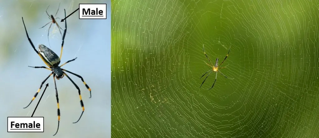 21616 tarantula spider ecosystem