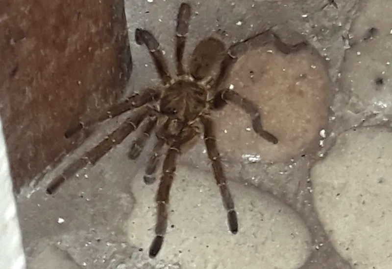 21616 tarantula spider south africa overview
