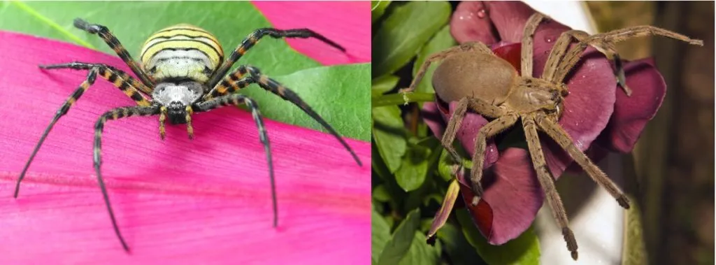 21616 transvaal mustard tarantula