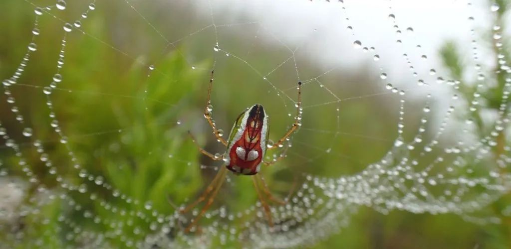 21616 white legged baboon spider