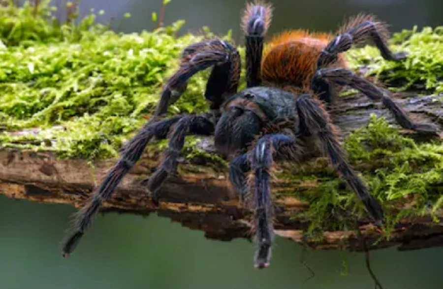 21619 swimming tarantula in water