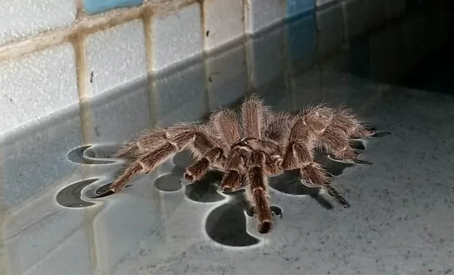 21619 tarantula anatomy