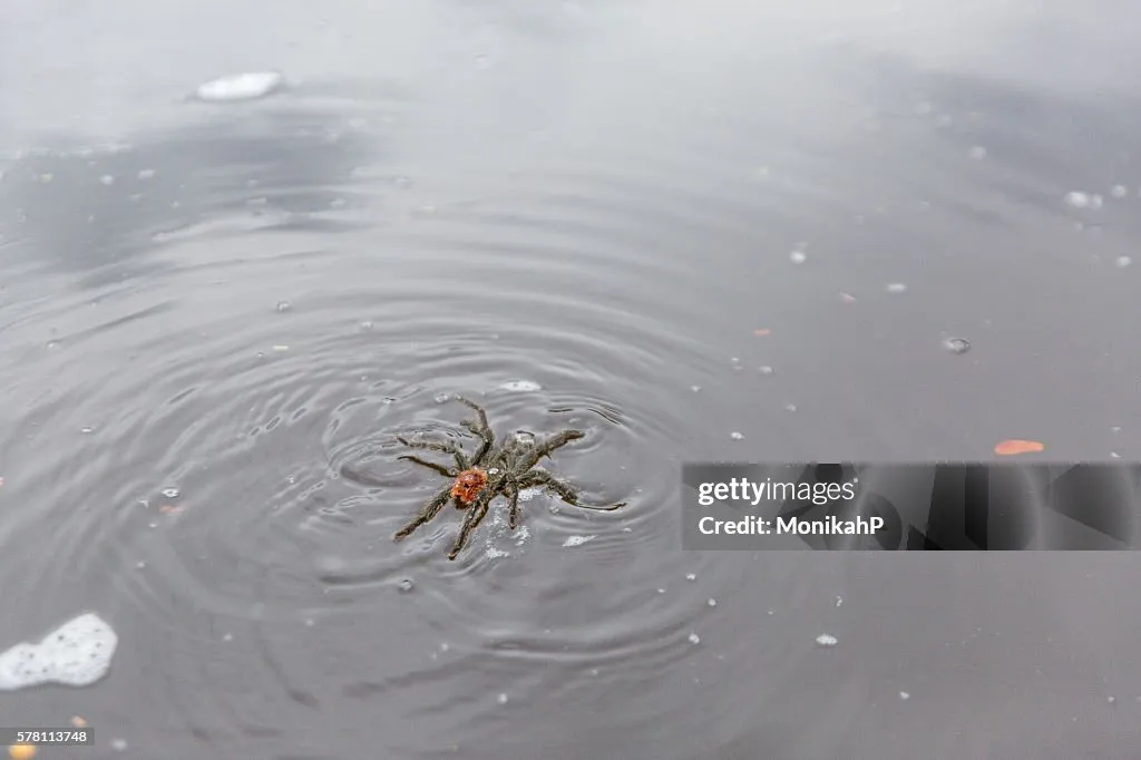 /img/21619-tarantula-myth.webp