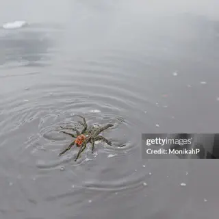 /img/21619-tarantula-myth.webp
